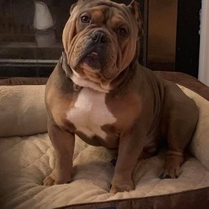 Meet your Posher, Draco